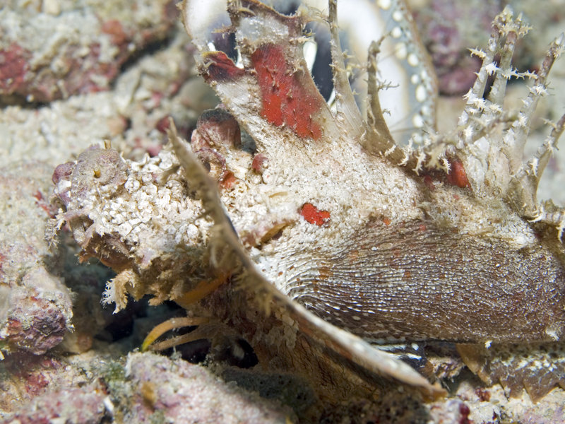 Indian Ocean Walkman, Mabul